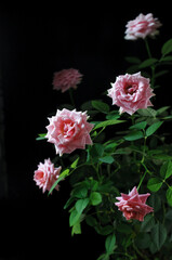 Fototapeta na wymiar Many pink rose flowers on dark background