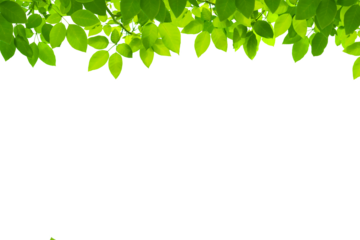 Botany natural green leaves branches on transparent background,  shooting through branches tree, PNG