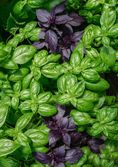 Plants of green and purple basil on the garden bed. The concept of organic farming. Close up. Top...