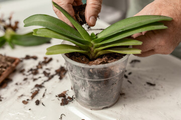 The hands of an adult man are pruned and transplanted indoor phalaenopsis orchids at home. Spring care of the home garden. selective focus