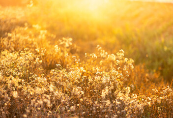 Grass field and light,Grass field on season.