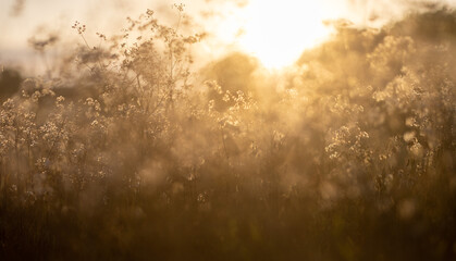 Grass field and light,Grass field on season.
