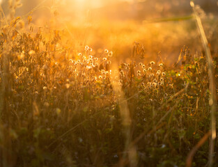 Grass field and light,Grass field on season.