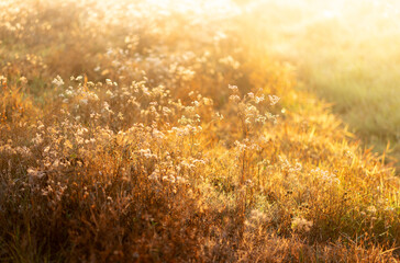 Grass field and light,Grass field on season.