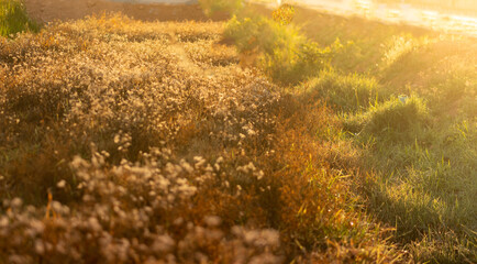 Grass field and light,Grass field on season.