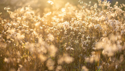 Grass field and light,Grass field on season.