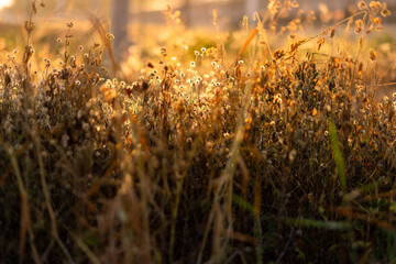Grass field and light,Grass field on season.