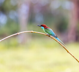 King fisher,Birds and fly.Bee eater.
