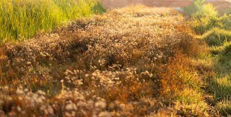 Grass field and light,Grass field on season.