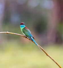 King fisher,Birds and fly.