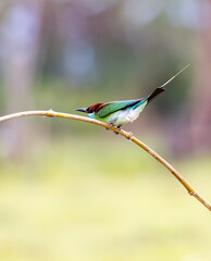 Grass field and light,Grass field on season.