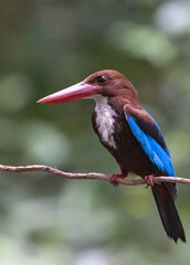 King fisher,Birds and fly.
