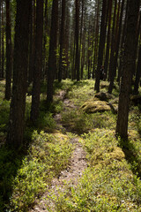 small path going through beautiful green pine tree forest