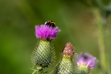 young plant of Milk thistle (Silybum marianum) with Bumblebee collects flower nectar