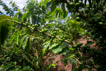 Fototapeta na wymiar Coffee plantation in Moyobamba region in the Peruvian jungle.