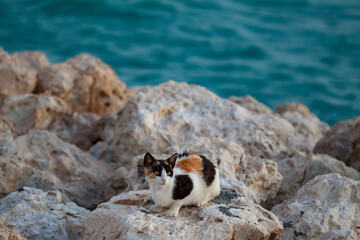 Cat on rock