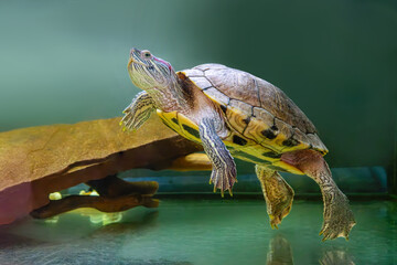 Domestic red eared turtle, Trachemys scripta in aquarium. Pond slider swimming in water. Famous...