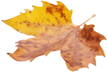 Collection of colored fallen autumn leaves on the desk