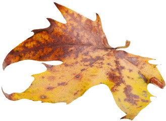 Collection of colored fallen autumn leaves on the desk