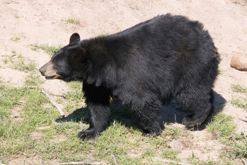 Black Bear outdoors in the sunshine