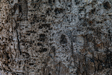 The bark of an old tree