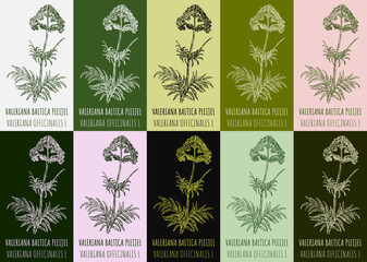 Set of drawing of VALERIANA BALTICA PLEIJEL in various colors. Hand drawn illustration. Latin name VALERIANA OFFICINALIS L.