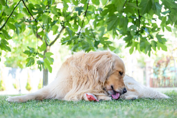 Gorgeous specimen of golden retriever dog. Relaxed in the garden he is cleaning a paw with his tongue.
