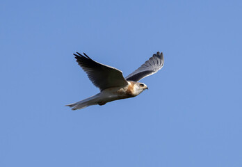 Fototapeta premium A White Tailed Kite in flight
