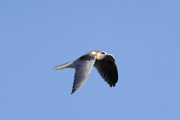 A White Tailed Kite in flight