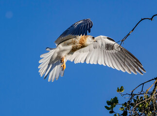 A White Tailed Kite in flight