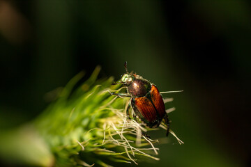 Macro Close-up Iridescent Destructive Invasive Japanese beetle (Popillia japonica)  - Copy Space