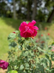 red rose in garden