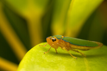 Green shield bug on leaf
