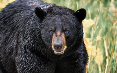 Majestic Black Bear in the Wild