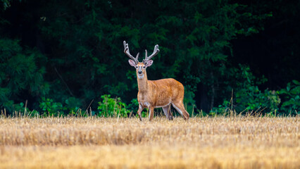 White-Tailed Buck with Velvet Antlers