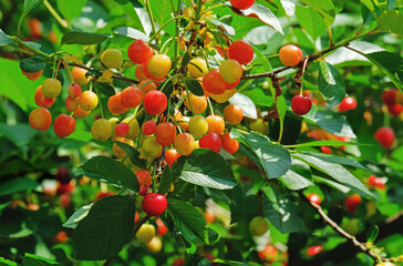 Cherry berries in the summer garden