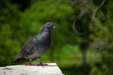 Quiet Black Dove Posing on the Railing of a Stone Bridge with a Background of Defocused Trees. Animal Birds Diseases Concept