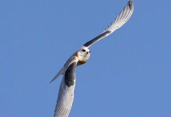 A White Tailed Kite in flight