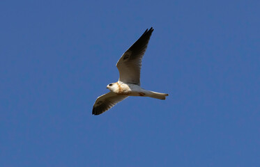 A White Tailed Kite in flight