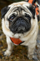 Pug dog