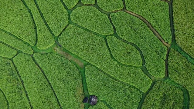 Aerial video view of rice fields, Aceh province, Indonesia.