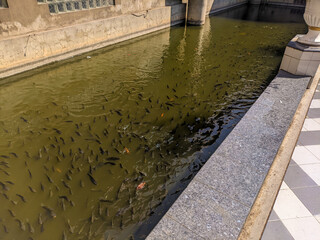 . a fish pond with lots of fish