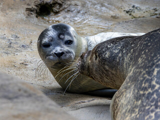 Seal pupy being cared of by her parent