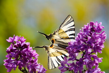 Old world swallowtail butterfly on common lilac flowers