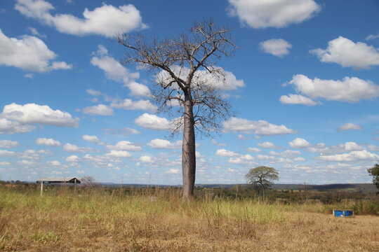 &Aacute;rvore barriguda no Cerrado do Brasil