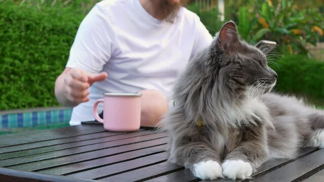 Portrait: luxurious elegant cat. Bearded young adult man using smartphone drinking coffee on background. Luxurious cat on veranda relaxing in nature. Nice rest outside. Cat and man resting on veranda