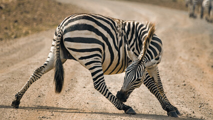 Fototapeta na wymiar zebra stretching in the wild