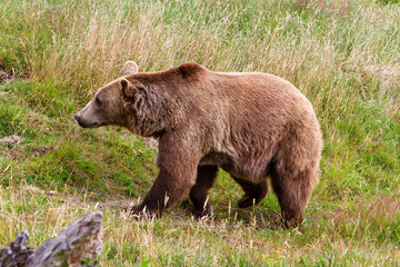 brown bear