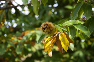 chestnut on the tree before the fruit ripens in October. Autumn concept.