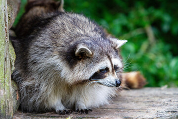 Naklejka na ściany i meble raccoon